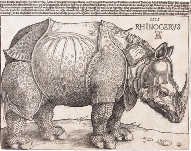 duererrhinocerus